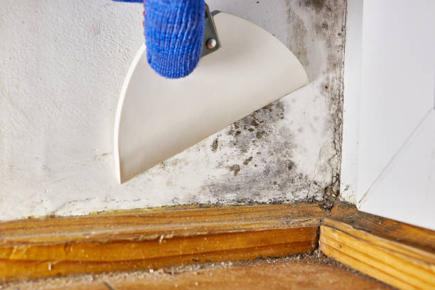 Best Dehumidification Services  in Strasburg, CO